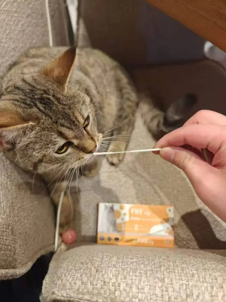 Shop Home Kits 53 Katze wird zu Hause neben einem VitapawTech-Testkit vorsichtig abgetupft.