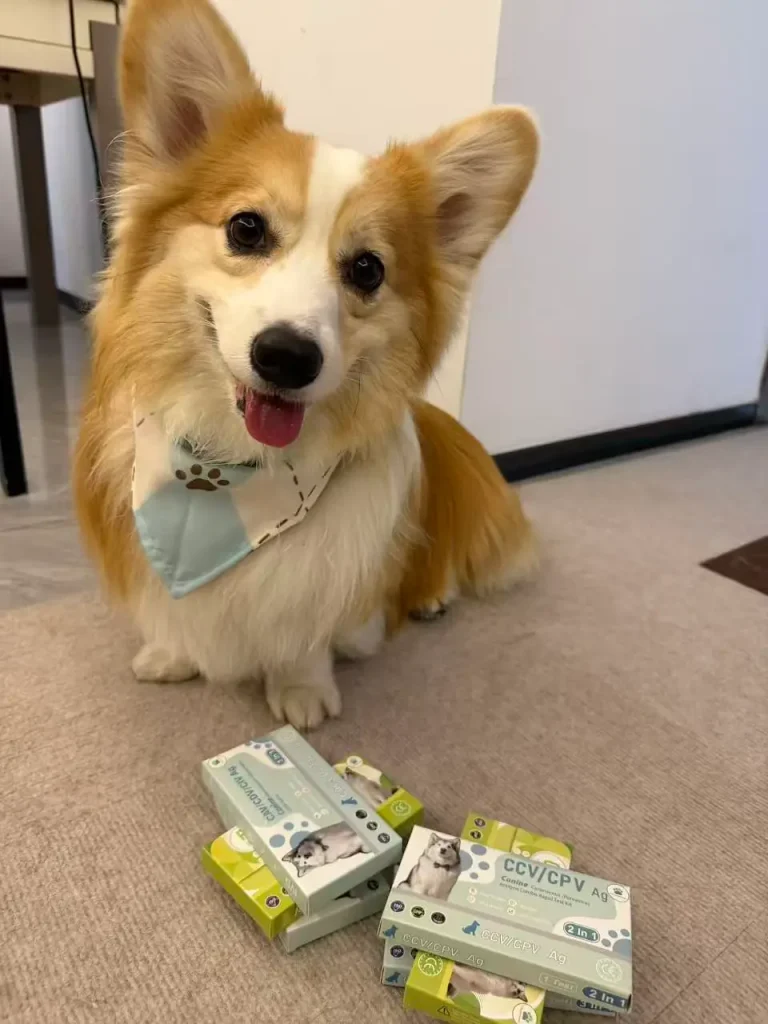 Heimsets kaufen 45 vitapawtech Corgi-Hunde-Heimtestkits – Erfahrungsbericht eines echten Kunden