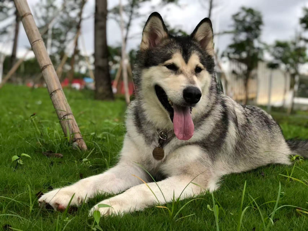 Money, Gründerin Sylvia Fus Alaskan Malamute, entspannt im Freien.
